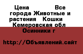 Zolton › Цена ­ 30 000 - Все города Животные и растения » Кошки   . Кемеровская обл.,Осинники г.